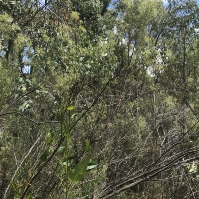 Cassinia quinquefaria (Rosemary Cassinia) at Farrer Ridge - 12 Feb 2022 by Tapirlord