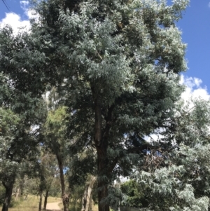 Eucalyptus cinerea subsp. cinerea at Farrer Ridge - 12 Feb 2022 01:15 PM