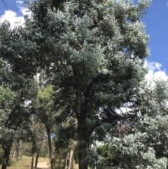 Eucalyptus cinerea subsp. cinerea (Argyle Apple) at Farrer Ridge - 12 Feb 2022 by Tapirlord