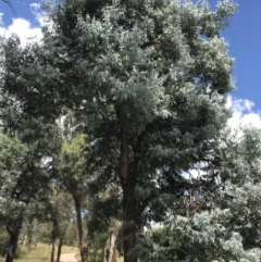 Eucalyptus cinerea subsp. cinerea at Farrer Ridge - 12 Feb 2022 01:15 PM