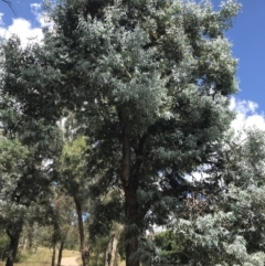 Eucalyptus cinerea subsp. cinerea at Farrer, ACT - 12 Feb 2022