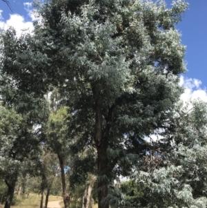 Eucalyptus cinerea subsp. cinerea at Farrer Ridge - 12 Feb 2022
