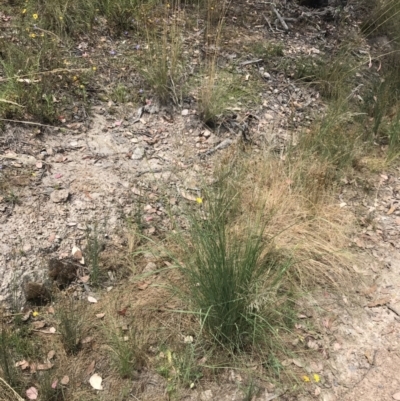 Eragrostis mexicana (Mexican Lovegrass) at Farrer Ridge - 12 Feb 2022 by Tapirlord