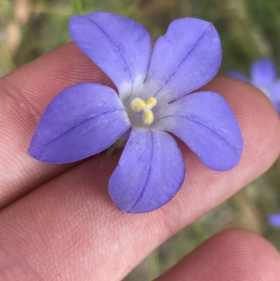 Wahlenbergia stricta subsp. stricta (Tall Bluebell) at Farrer, ACT - 12 Feb 2022 by Tapirlord