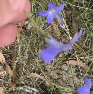 Wahlenbergia stricta subsp. stricta at Farrer, ACT - 12 Feb 2022
