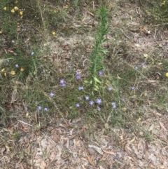 Wahlenbergia stricta subsp. stricta at Farrer, ACT - 12 Feb 2022