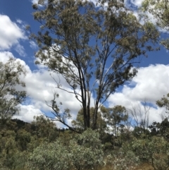 Eucalyptus melliodora (Yellow Box) at Farrer Ridge - 12 Feb 2022 by Tapirlord