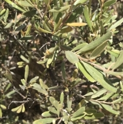 Grevillea arenaria at Farrer, ACT - 12 Feb 2022