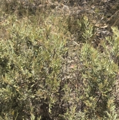 Grevillea arenaria at Farrer, ACT - 12 Feb 2022