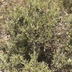 Grevillea arenaria at Farrer, ACT - 12 Feb 2022