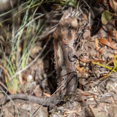 Rankinia diemensis (Mountain Dragon) at Namadgi National Park - 9 Feb 2022 by SWishart