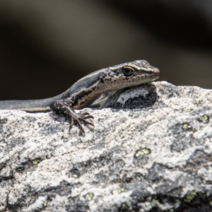 Pseudemoia spenceri at Cotter River, ACT - 9 Feb 2022