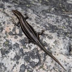 Pseudemoia spenceri at Cotter River, ACT - 9 Feb 2022