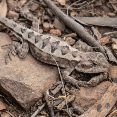 Rankinia diemensis (Mountain Dragon) at Namadgi National Park - 9 Feb 2022 by SWishart