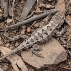 Rankinia diemensis at Cotter River, ACT - 9 Feb 2022