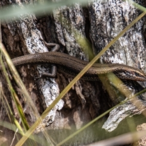 Pseudemoia entrecasteauxii at Paddys River, ACT - 9 Feb 2022