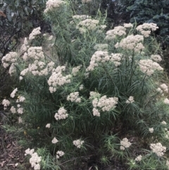 Cassinia longifolia (Shiny Cassinia, Cauliflower Bush) at Farrer Ridge - 12 Feb 2022 by Tapirlord