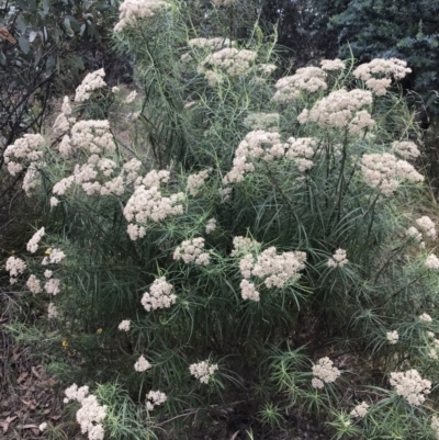 Cassinia longifolia (Shiny Cassinia, Cauliflower Bush) at Farrer, ACT - 12 Feb 2022 by Tapirlord