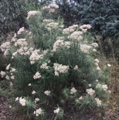 Cassinia longifolia at Farrer, ACT - 12 Feb 2022 12:50 PM