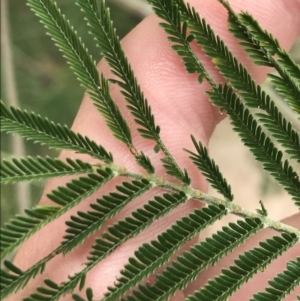 Acacia mearnsii at Farrer, ACT - 12 Feb 2022