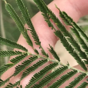 Acacia mearnsii at Farrer, ACT - 12 Feb 2022