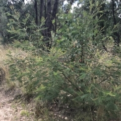 Acacia mearnsii at Farrer, ACT - 12 Feb 2022 12:49 PM