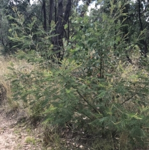 Acacia mearnsii at Farrer, ACT - 12 Feb 2022