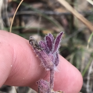 Ajuga australis at Farrer, ACT - 12 Feb 2022 12:46 PM