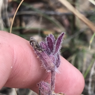 Ajuga australis (Austral Bugle) at Farrer, ACT - 12 Feb 2022 by Tapirlord