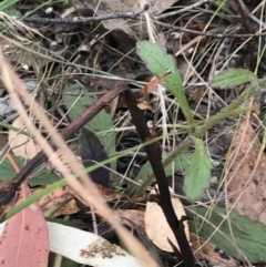 Ajuga australis at Farrer, ACT - 12 Feb 2022 12:46 PM