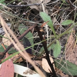 Ajuga australis at Farrer, ACT - 12 Feb 2022 12:46 PM