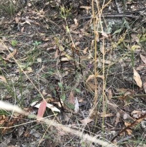 Ajuga australis at Farrer, ACT - 12 Feb 2022