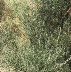 Acacia boormanii at Farrer, ACT - 12 Feb 2022 12:43 PM