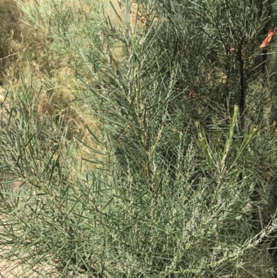 Acacia boormanii (Snowy River Wattle) at Farrer Ridge - 12 Feb 2022 by Tapirlord