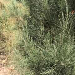 Acacia boormanii at Farrer, ACT - 12 Feb 2022 12:43 PM