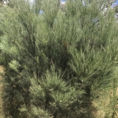 Acacia boormanii at Farrer, ACT - 12 Feb 2022 12:43 PM