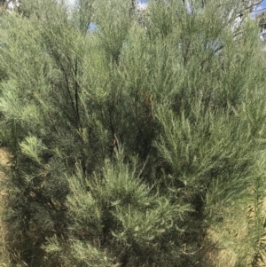 Acacia boormanii at Farrer, ACT - 12 Feb 2022 12:43 PM