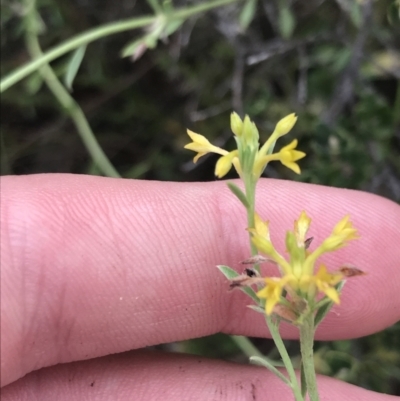 Pimelea curviflora var. sericea (Curved Riceflower) at Farrer Ridge - 12 Feb 2022 by Tapirlord