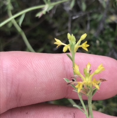 Pimelea curviflora var. sericea (Curved Riceflower) at Farrer, ACT - 12 Feb 2022 by Tapirlord