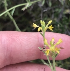 Pimelea curviflora var. sericea (Curved Riceflower) at Farrer Ridge - 12 Feb 2022 by Tapirlord