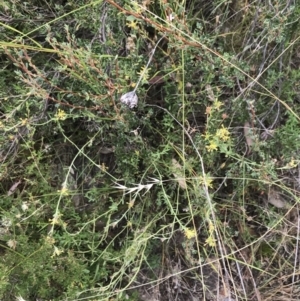 Pimelea curviflora var. sericea at Farrer, ACT - 12 Feb 2022