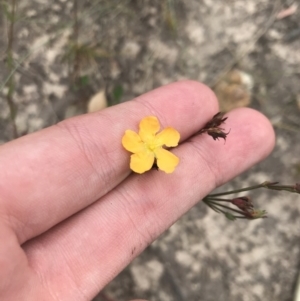 Hypericum gramineum at Farrer, ACT - 12 Feb 2022 12:41 PM