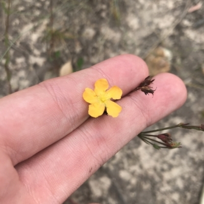 Hypericum gramineum (Small St Johns Wort) at Farrer, ACT - 12 Feb 2022 by Tapirlord