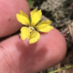 Goodenia hederacea subsp. hederacea (Ivy Goodenia, Forest Goodenia) at Farrer, ACT - 12 Feb 2022 by Tapirlord