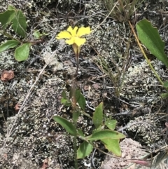 Goodenia hederacea subsp. hederacea at Farrer, ACT - 12 Feb 2022 12:40 PM