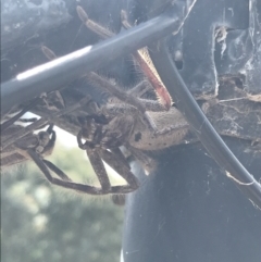 Isopeda (genus) (Huntsman Spider) at Farrer, ACT - 12 Feb 2022 by Tapirlord