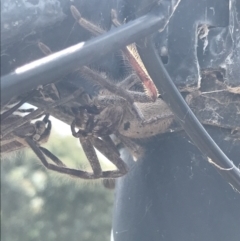 Isopeda sp. (genus) (Huntsman Spider) at Farrer Ridge - 12 Feb 2022 by Tapirlord