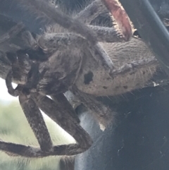 Isopeda sp. (genus) at Farrer, ACT - 12 Feb 2022