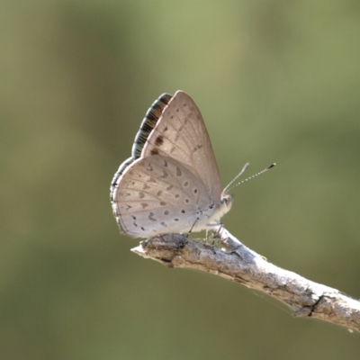 Erina hyacinthina (Varied Dusky-blue) at Black Mountain - 12 Feb 2022 by MatthewFrawley