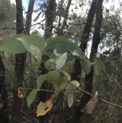 Eucalyptus dives (Broad-leaved Peppermint) at Farrer, ACT - 12 Feb 2022 by Tapirlord
